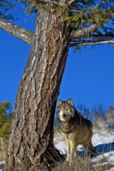Gray Wolves of Montanta
