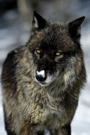Gray Wolves of Montanta