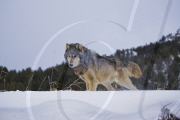 Gray Wolves of Montanta