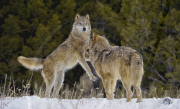 Gray Wolves of Montanta