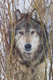 Gray Wolves of Montanta