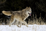 Gray Wolves of Montanta