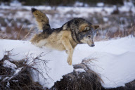 Gray Wolves of Montanta