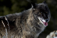 Gray Wolves of Montanta