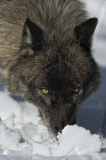 Gray Wolves of Montanta