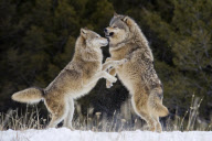 Gray Wolves of Montanta