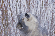 Gray Wolves of Montanta