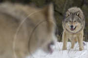 Gray Wolves of Montanta