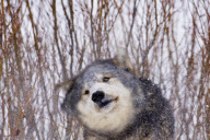 Gray Wolves of Montanta