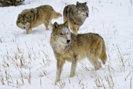 Gray Wolves of Montanta