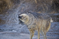 Gray Wolves of Montanta