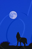 Gray Wolves of Montanta