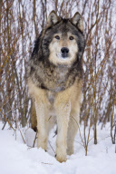 Gray Wolves of Montanta