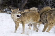 Gray Wolves of Montanta