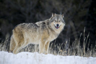 Gray Wolves of Montanta