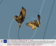 Short Eared Owls Fighting at a Feeding Ground, Britain - 03 Jan 2009