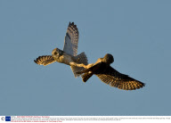 Short Eared Owls Fighting at a Feeding Ground, Britain - 03 Jan 2009