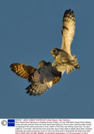 Short Eared Owls Fighting at a Feeding Ground, Britain - 03 Jan 2009
