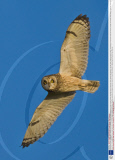 Short Eared Owls Fighting at a Feeding Ground, Britain - 03 Jan 2009