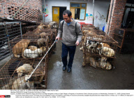 PENGZHOU: Animal Protection Activities In China