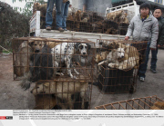 PENGZHOU: Animal Protection Activities In China