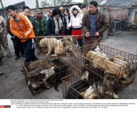 PENGZHOU: Animal Protection Activities In China