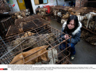 PENGZHOU: Animal Protection Activities In China