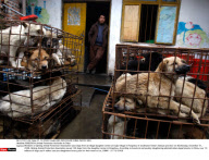 PENGZHOU: Animal Protection Activities In China