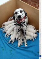 A Dalmation breaks world record by producing 33 puppies in just two separate litters. Melton Mowbray, Liecs, Britain - 07 Jan 2009