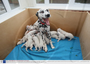 A Dalmation breaks world record by producing 33 puppies in just two separate litters. Melton Mowbray, Liecs, Britain - 07 Jan 2009