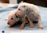 A Dalmation breaks world record by producing 33 puppies in just two separate litters. Melton Mowbray, Liecs, Britain - 07 Jan 2009