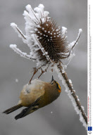 Europe's smallest bird, the Goldcrest, Arundel, West Sussex, Britain - 11 Jan 2009