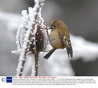 Europe's smallest bird, the Goldcrest, Arundel, West Sussex, Britain - 11 Jan 2009