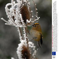 Europe's smallest bird, the Goldcrest, Arundel, West Sussex, Britain - 11 Jan 2009