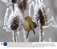 Europe's smallest bird, the Goldcrest, Arundel, West Sussex, Britain - 11 Jan 2009