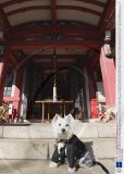 New Year good health blessing for pets at the Ichigaya Kamegaoka Hachimangu shrine, Tokyo, Japan  - 11 Jan 2009