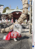 New Year good health blessing for pets at the Ichigaya Kamegaoka Hachimangu shrine, Tokyo, Japan  - 11 Jan 2009