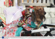 New Year good health blessing for pets at the Ichigaya Kamegaoka Hachimangu shrine, Tokyo, Japan  - 11 Jan 2009