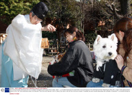 New Year good health blessing for pets at the Ichigaya Kamegaoka Hachimangu shrine, Tokyo, Japan  - 11 Jan 2009