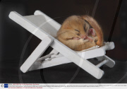 A hibernating dormouse is lucky to be alive after he was dragged out of his nest by a dog, Secret World Wildlife Rescue, Somerset, Britain - 09 Jan 2009
