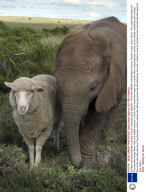 Unlikely friendship between a sheep and an orphaned baby elephant, Shamwari Wildlife Rehabilitation Centre, Eastern Cape, South Africa - Nov 2008