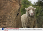 Unlikely friendship between a sheep and an orphaned baby elephant, Shamwari Wildlife Rehabilitation Centre, Eastern Cape, South Africa - Nov 2008