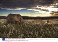 Unlikely friendship between a sheep and an orphaned baby elephant, Shamwari Wildlife Rehabilitation Centre, Eastern Cape, South Africa - Nov 2008