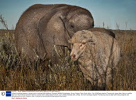 Unlikely friendship between a sheep and an orphaned baby elephant, Shamwari Wildlife Rehabilitation Centre, Eastern Cape, South Africa - Nov 2008