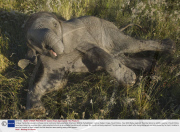 Unlikely friendship between a sheep and an orphaned baby elephant, Shamwari Wildlife Rehabilitation Centre, Eastern Cape, South Africa - Nov 2008