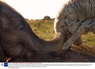 Unlikely friendship between a sheep and an orphaned baby elephant, Shamwari Wildlife Rehabilitation Centre, Eastern Cape, South Africa - Nov 2008
