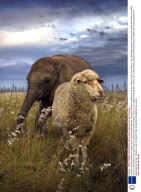 Unlikely friendship between a sheep and an orphaned baby elephant, Shamwari Wildlife Rehabilitation Centre, Eastern Cape, South Africa - Nov 2008