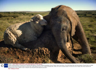 Unlikely friendship between a sheep and an orphaned baby elephant, Shamwari Wildlife Rehabilitation Centre, Eastern Cape, South Africa - Nov 2008