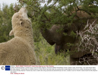 Unlikely friendship between a sheep and an orphaned baby elephant, Shamwari Wildlife Rehabilitation Centre, Eastern Cape, South Africa - Nov 2008