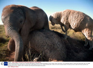 Unlikely friendship between a sheep and an orphaned baby elephant, Shamwari Wildlife Rehabilitation Centre, Eastern Cape, South Africa - Nov 2008